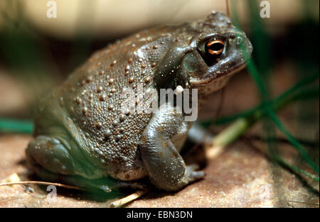 Fleuve Colorado Colorado, crapaud (Bufo alvarius), espèce très toxique Banque D'Images