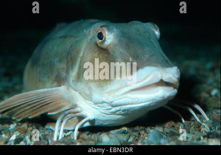 Grondin, sapphirine (Trigla lucerna Grondin, Chelidonichthys lucerna), piscine directement sur la masse de gravier Banque D'Images