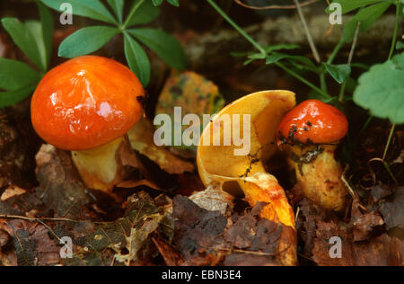 Mélèze bolet (Suillus grevillei), des organes de fructification, Allemagne Banque D'Images