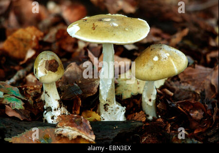 Deathcap (Amanita phalloides), serpent avec erodings Banque D'Images