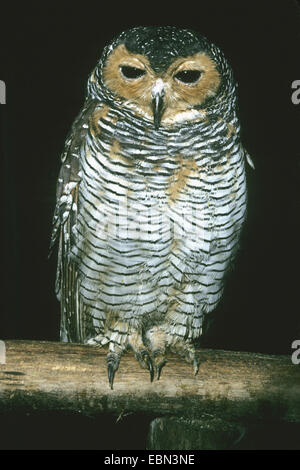 Spotted Owl Strix seloputo (bois), sur une branche Banque D'Images