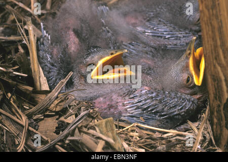 Étourneau sansonnet (Sturnus vulgaris), des poussins dans le nid, Allemagne Banque D'Images