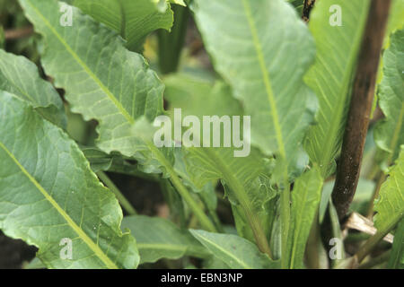 La patience (Rumex patientia), feuilles Banque D'Images