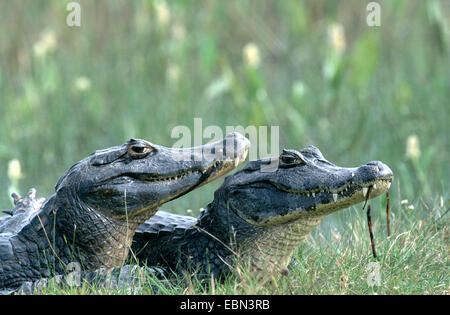 Caiman yacare caiman (Paraguay), deux individus, Brésil, Pantanal Banque D'Images