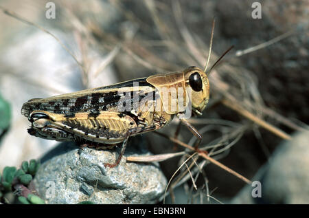 (Calliptamus Calliptamus barbarus), femme, Grèce Banque D'Images