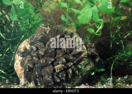 La moule zébrée, Dreissena en forme de nombreux (Dreissena polymorpha), groupe sur une pierre, Allemagne Banque D'Images