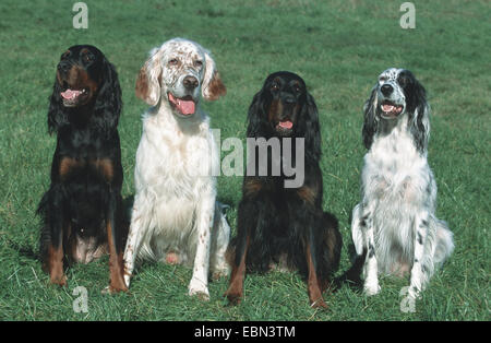 Setter anglais, Setter Gordon (Canis lupus f. familiaris), quatre Setters assis dans un pré Banque D'Images