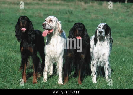 Setter anglais, Setter Gordon (Canis lupus f. familiaris), quatre Setters dans un pré Banque D'Images