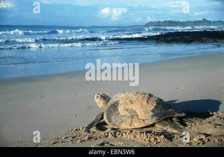 La tortue verte, tortue, tortue viande rock (Chelonia mydas), sur la plage, l'Équateur, Îles Galápagos Banque D'Images