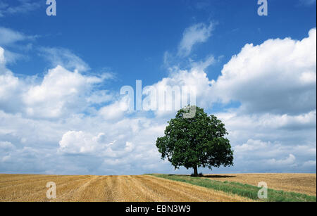 Le hêtre commun (Fagus sylvatica), seul arbre parmi des champs de céréales, Allemagne Banque D'Images