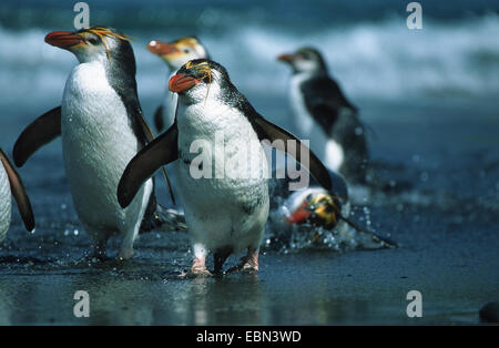 Manchot royal (Eudyptes schlegeli), la marche sur la plage, l'Australie, l'île Macquarie Banque D'Images