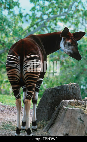 L'okapi (Okapia johnstoni), de l'arrière à côté de souches, tournant la tête vers l'avant Banque D'Images