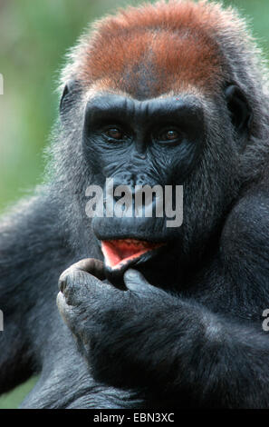 Gorille (Gorilla gorilla), portrait Banque D'Images