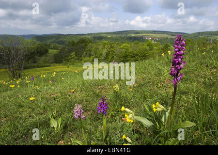 Prairie avec orchidées, Jura souabe, Allemagne, Bade-Wurtemberg Banque D'Images