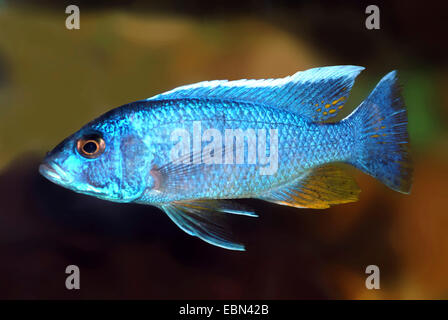 Ahl's Blue Haplochromis (Poecilia, Haplochromis ahli ahli), natation Banque D'Images