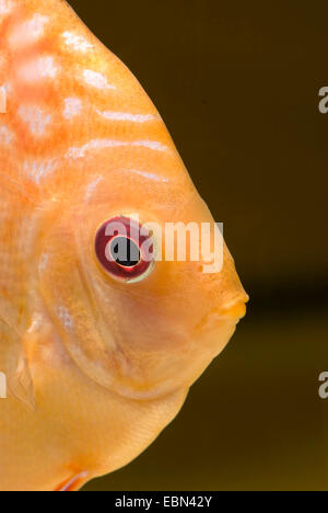 Discus (Symphysodon aequifasciatus bleu), race rouge Marlboro, portrait Banque D'Images