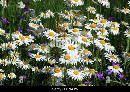 Oxeye daisy, la marguerite blanche, blanc-blanc, mauvaises herbes, Daisy Daisy chien, marguerite (Chrysanthemum leucanthemum Leucanthemum vulgare), ensemble en fleurs, campanule, propagation de l'Allemagne, la Saxe Banque D'Images