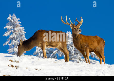 Red Deer (Cervus elaphus), Cerf et biche en hiver, l'Autriche, Vorarlberg Banque D'Images