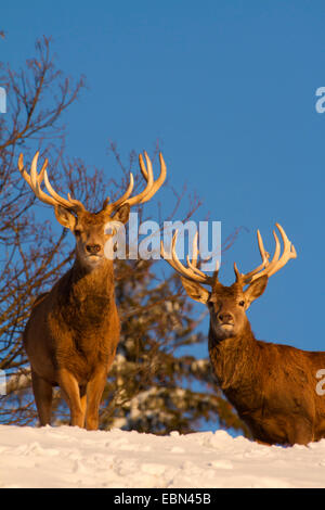 Red Deer (Cervus elaphus), deux jeunes taureaux à la recherche vers le bas d'une colline couverte de neige en face d'un ciel bleu clair, l'Autriche, Vorarlberg Banque D'Images