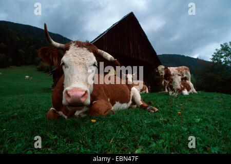 Les bovins domestiques (Bos primigenius f. taurus), en face du chalet de montagne, la Slovénie, le Parc National de Triglav Banque D'Images