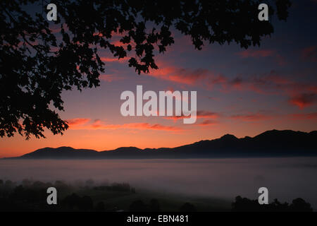 Érable de Norvège (Acer platanoides), l'automne brouillard au-dessus des marais Kochelmoor au lever du soleil, de l'Allemagne, la Bavière, les Alpes Banque D'Images