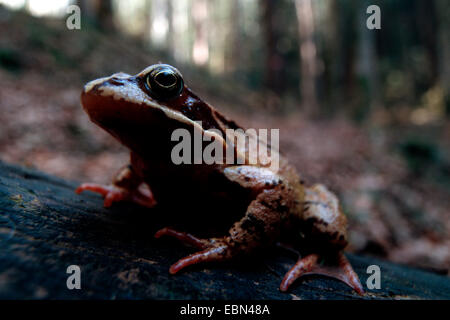 Grenouille rousse, grenouille herbe (Rana temporaria), assis sur un rondin, Allemagne, Bavière, Isartal, Lenggries Banque D'Images