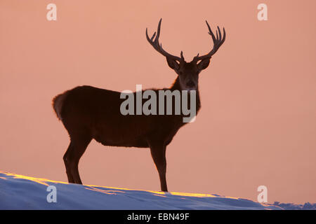 Red Deer (Cervus elaphus), bull debout sur une pente couverte de neige au coucher du soleil, l'Autriche, Vorarlberg Banque D'Images