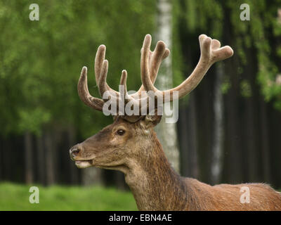 Red Deer (Cervus elaphus), portrait d'un taureau dans un pré à la lisière des forêts, Allemagne Banque D'Images