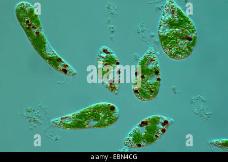 L'Euglena spec. L'euglène (spec.), en contraste d'interférence différentielle Banque D'Images