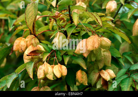 Colchis bladdernut Bladdernut (Staphylea colchica,), les fruits mûrs Banque D'Images