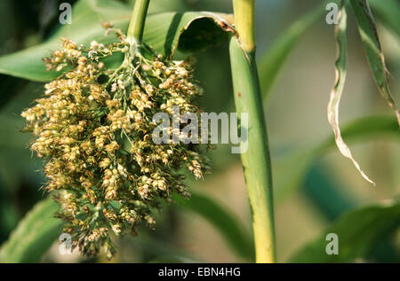 Le sorgho (Sorghum cernuum), l'infructescence Banque D'Images