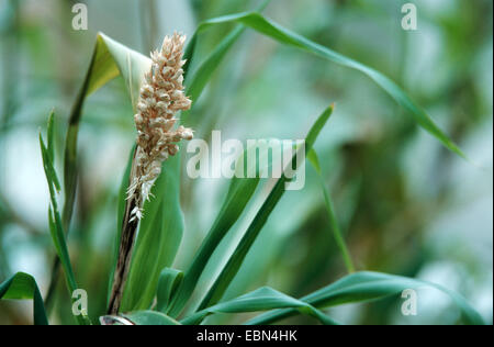 Le sorgho (Sorghum bicolor), panicule Banque D'Images