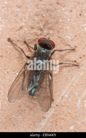 Moindre mouche domestique (Fannia canicularis), sur un mur Banque D'Images