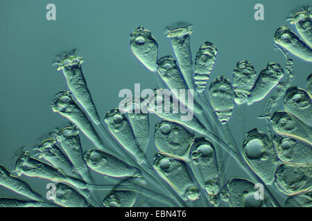 (Vorticella Vorticella spec.), contraste d'interférence différentielle Banque D'Images