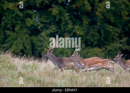 Le daim (Dama dama, Cervus dama), pack de mise en jachère des daims qui traverse une clairière, Danemark Banque D'Images