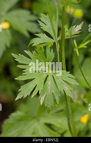 La renoncule âcre, montage vertical meadow crowfoot (Ranunculus acris), feuilles, Allemagne Banque D'Images