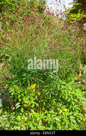 Pimprenelle (Sanguisorba officinalis, Sanguisorba major), dans un jardin en fleurs, Allemagne Banque D'Images