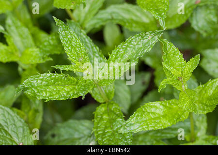 Le Maquereau-menthe, lance la menthe (Mentha spicata), feuilles, Allemagne Banque D'Images