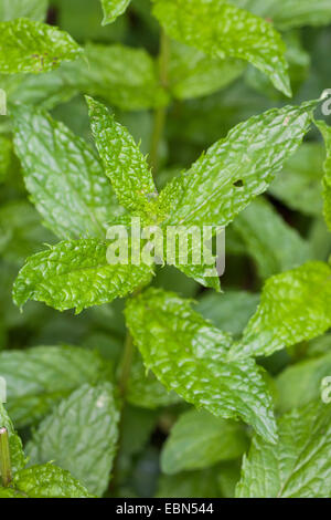 Le Maquereau-menthe, lance la menthe (Mentha spicata), feuilles, Allemagne Banque D'Images