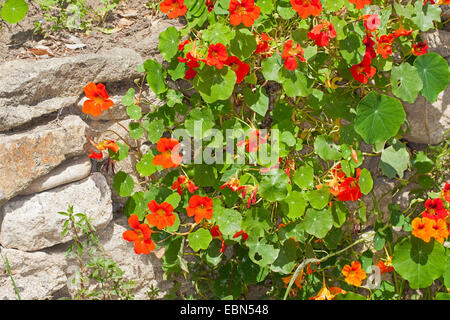 Capucine (Tropaeolum tricolor bolivien), blooming Banque D'Images
