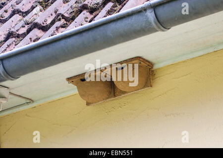 Maison commune (Delichon urbica), l'aide à la nidification house martins sous un toit, Allemagne Banque D'Images