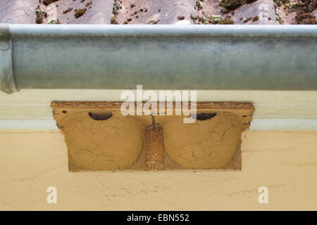 Maison commune (Delichon urbica), l'aide à la nidification house martins sous un toit, Allemagne Banque D'Images