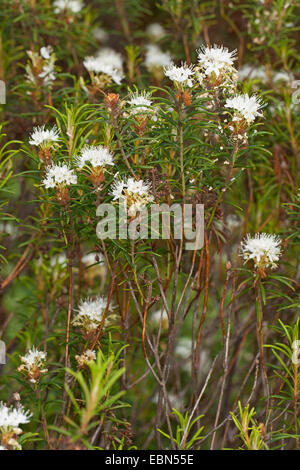 Romarin sauvage des marais, le thé du Labrador, le nord du thé du Labrador (Ledum palustre, Rhododendron Tomentosum, Rhododendron palustre), la floraison, Allemagne Banque D'Images