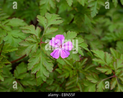 Herb Robert, Red Robin, la mort venir rapidement, Robert (Geranium robertianum géranium, Robertiella robertiana), blooming, Allemagne Banque D'Images