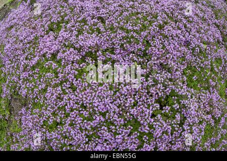 Le thym sauvage, le thym, le thym rampant Breckland (Thymus serpyllum), blooming, Allemagne Banque D'Images