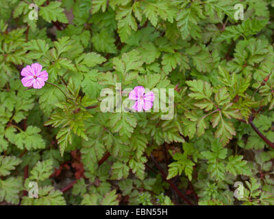 Herb Robert, Red Robin, la mort venir rapidement, Robert (Geranium robertianum géranium, Robertiella robertiana), blooming, Allemagne Banque D'Images