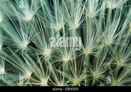 Le pissenlit officinal (Taraxacum officinale), infructescense Banque D'Images