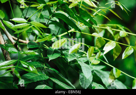 L'acajou (Swietenia macrophylla), feuilles Banque D'Images