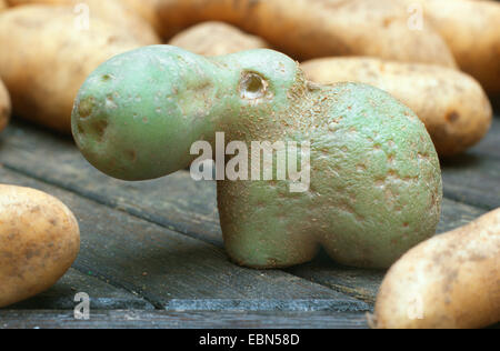 La pomme de terre (Solanum tuberosum), la pomme de terre comme la figure d'hippopotames Banque D'Images