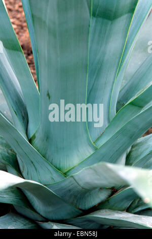 Chanvre sisal (Agave sisalana), feuilles Banque D'Images